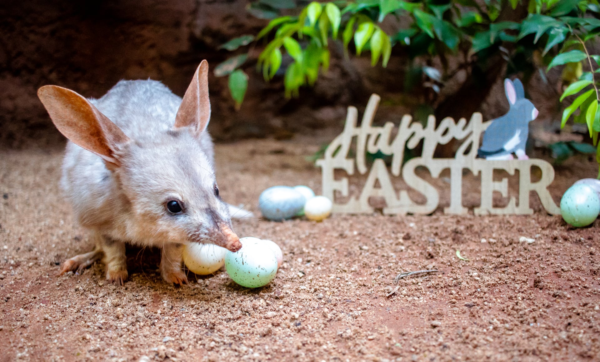 Bilby happy easter