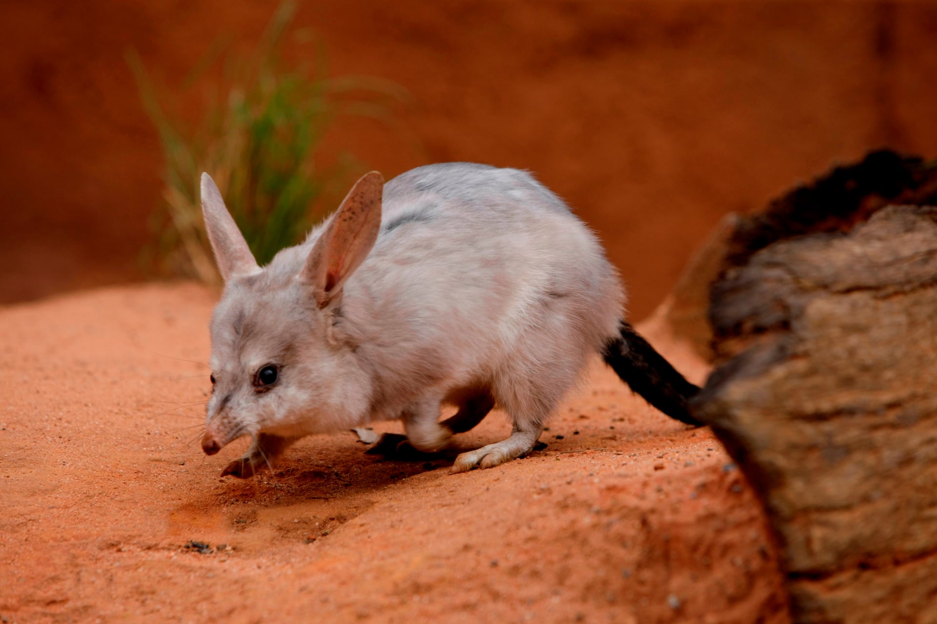 Easter Bilby Week
