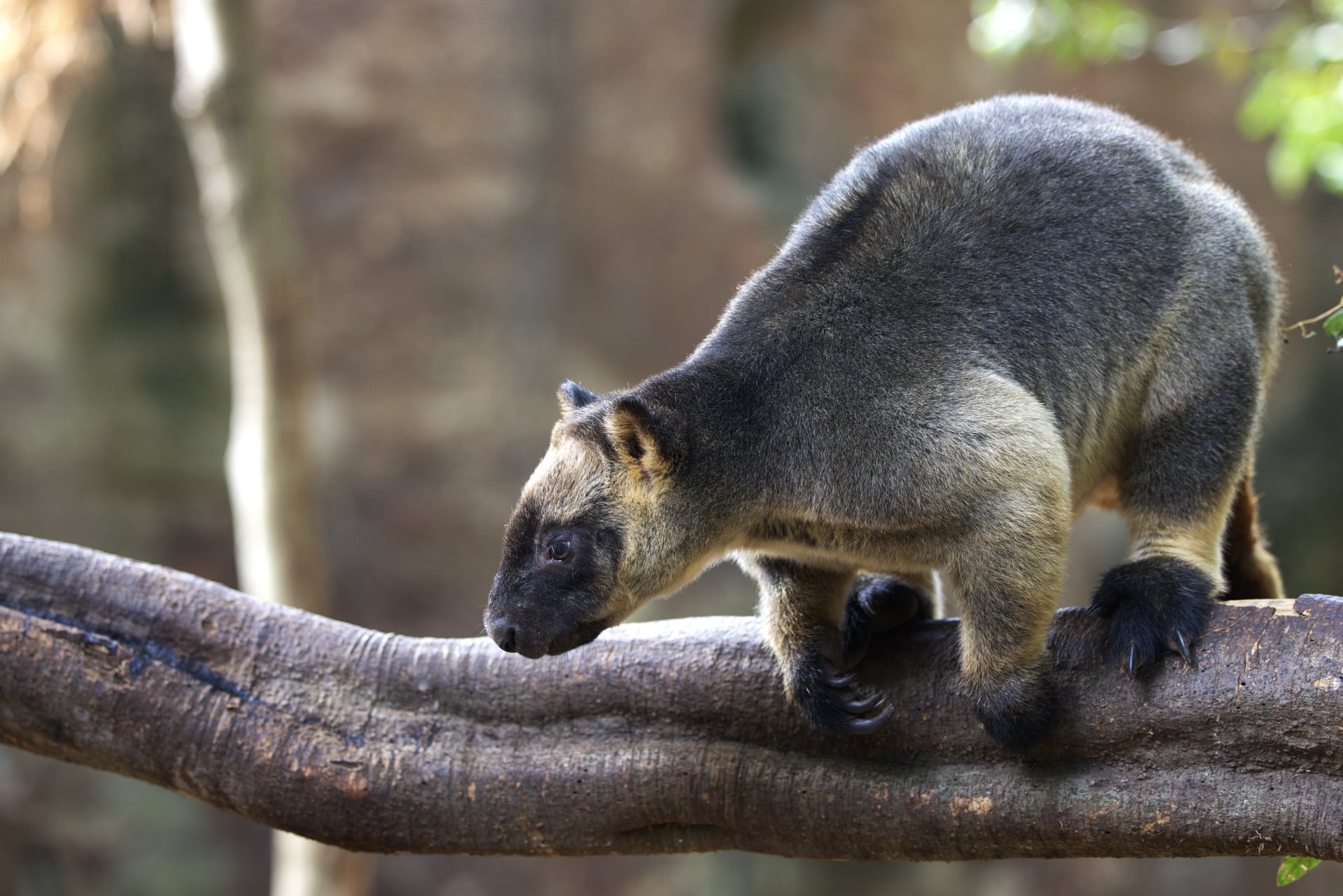 Tree Roo Awareness Week