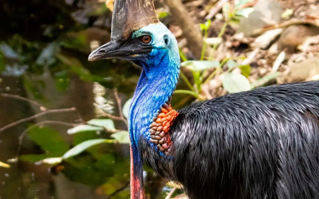 Cassowary