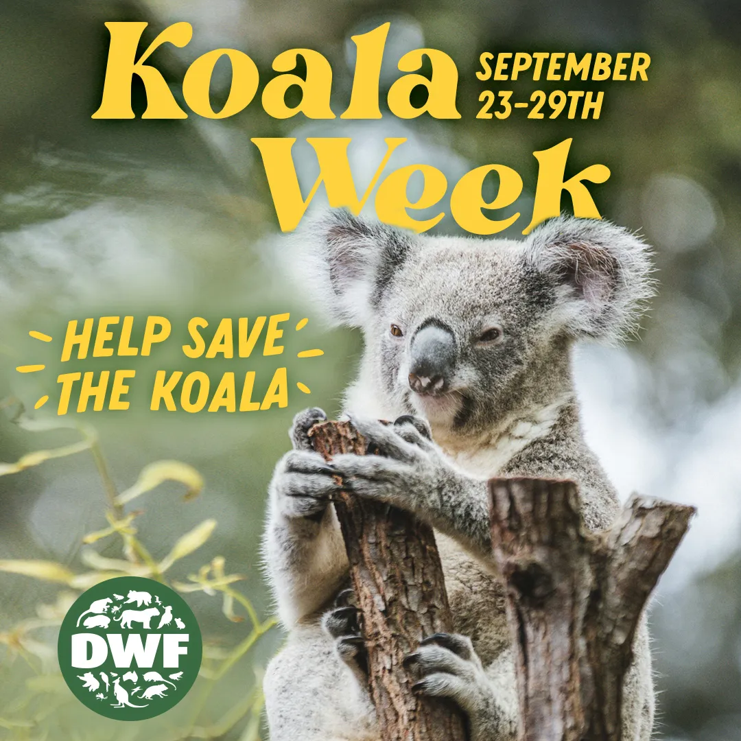 Koala Week